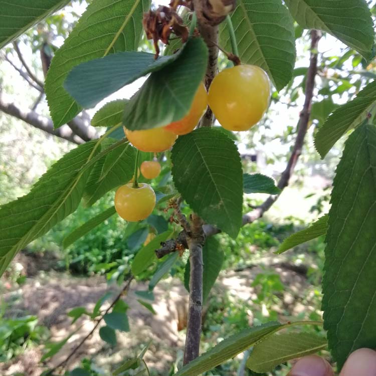 黄蜜樱桃——看看这个品种适不适合我们种植