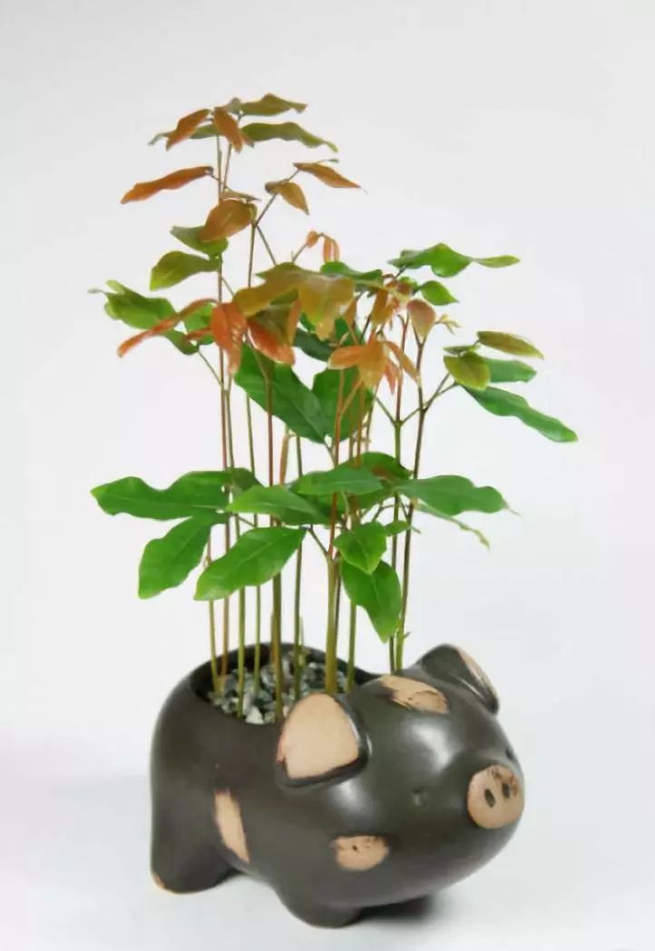 中药知识必学药食两用的龙眼肉