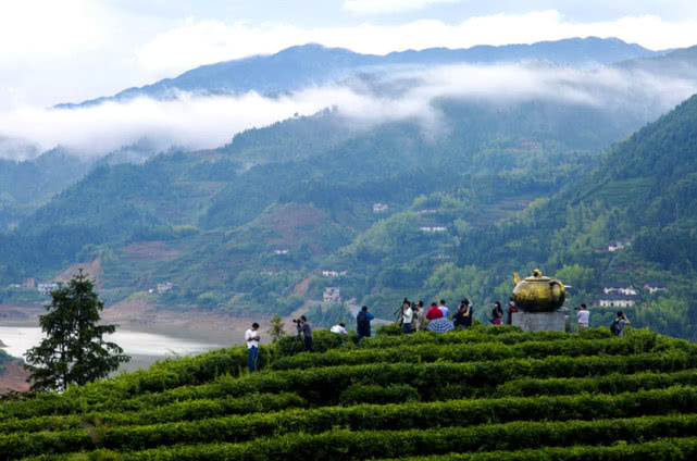 庐山云雾茶产地及特点如何选购好的云雾茶