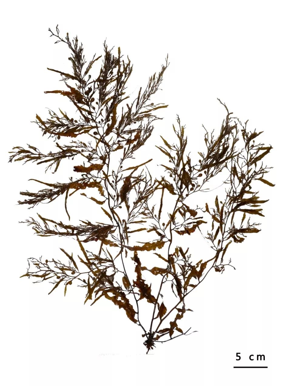 海藻图鉴94草叶马尾藻sargassumgraminifolium