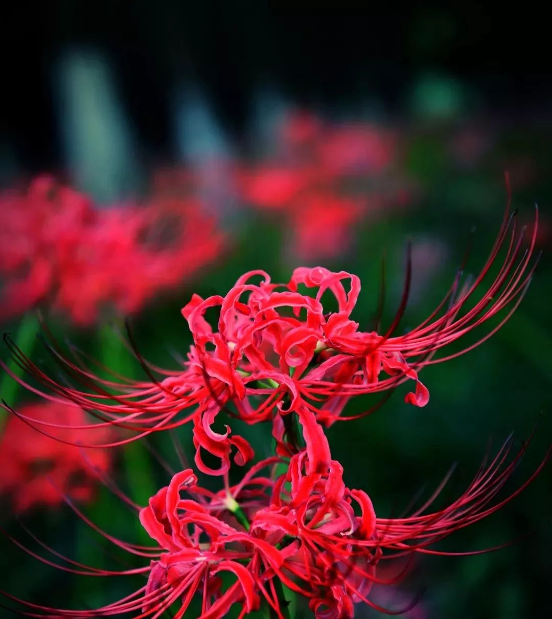 彼岸花红透抖音成都这些网红看花地必须安利给你