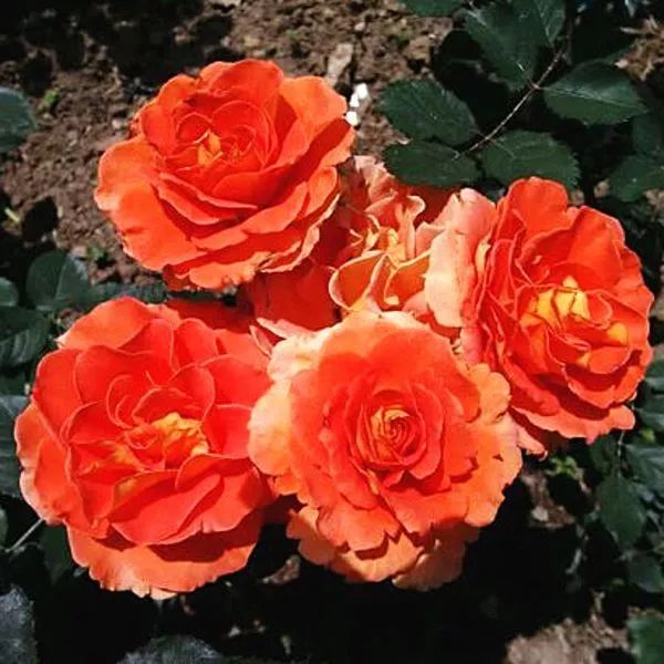 每日一花铜管乐队月季花色随着时间而渐变