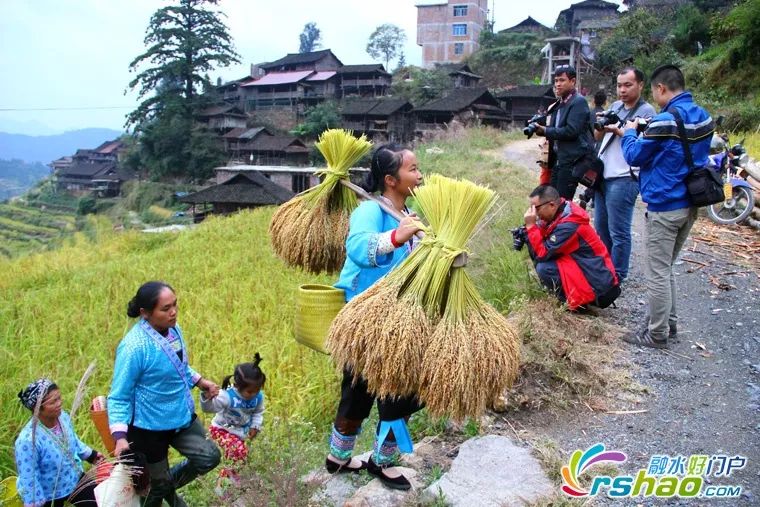 抓魚,燒魚享受豐收節日喜慶體驗稻穀收割在沒有機械的農業年代,苗族的