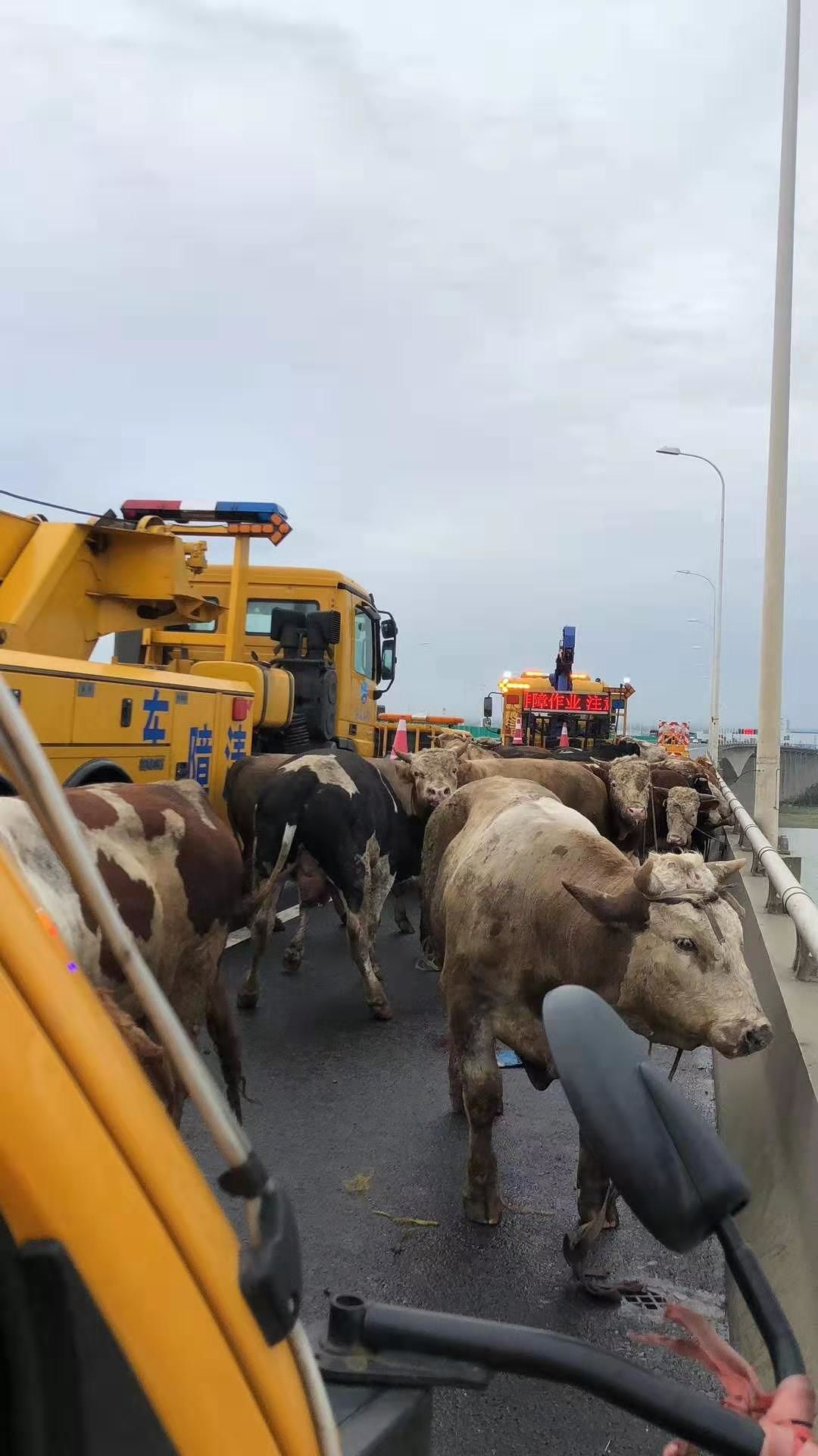 突发!苏通大桥一活牛货车侧翻,往苏州方向车多缓行