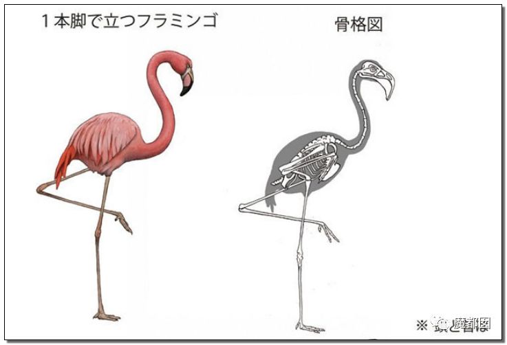 裸体男性为你展示如果动物的骨骼长到人体身上会是什么样子