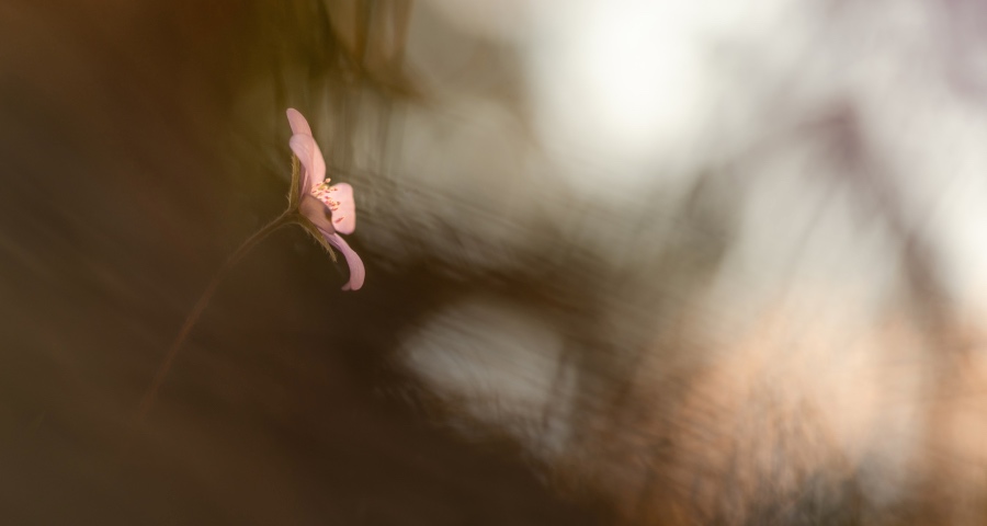 海信华为三星激战彩电业，海尔格力京东勇闯家电新赛道！-家电圈官网