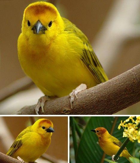 8种神奇的金色动物, 大自然的宠儿, 但有些已经濒临灭绝了