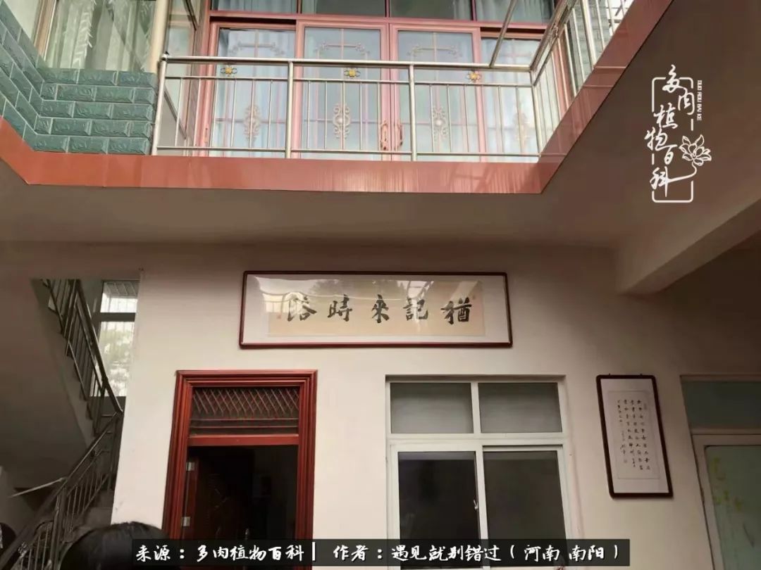 欢迎途经河南南阳的各地花友,光临寒舍,喝茶赏肉;也特别期待,本地的肉