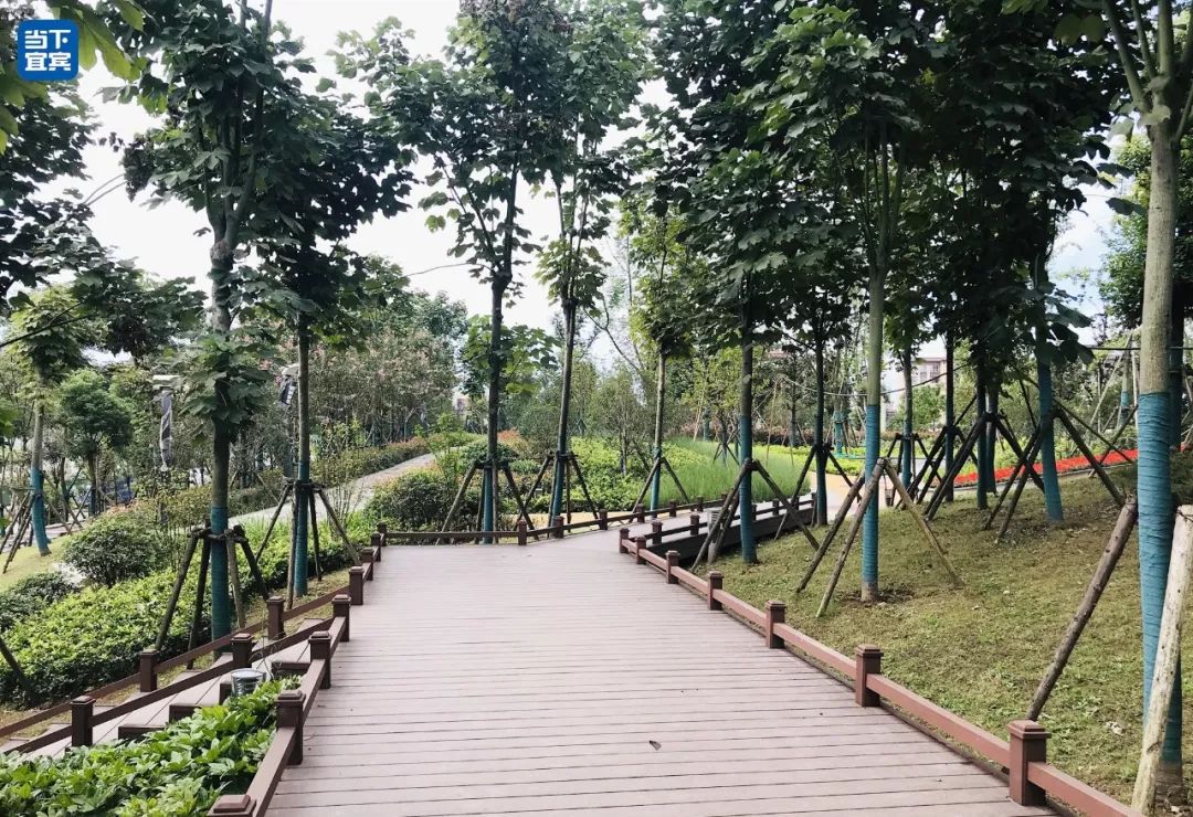 藏不住了4个亿的宜宾城市中央公园大变脸拍照太美了位置就在