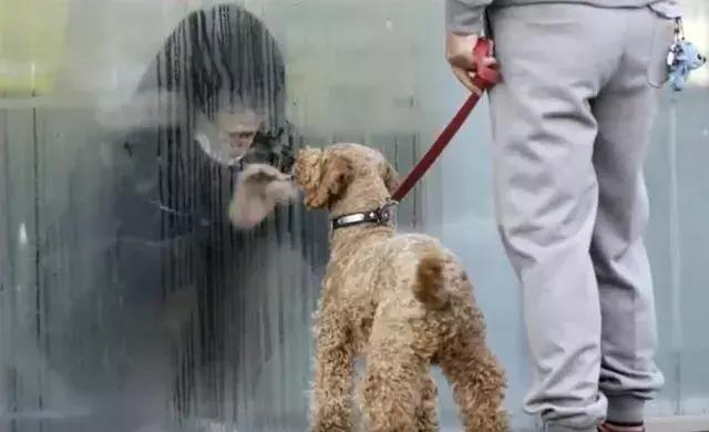 女孩被隔离后再也没回过家 面对亲人和朋友 他们只能隔着玻璃见面