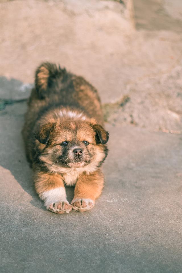中华田园犬的名字是怎么来的?照顾得好,它们比其他犬种更优秀_狗狗