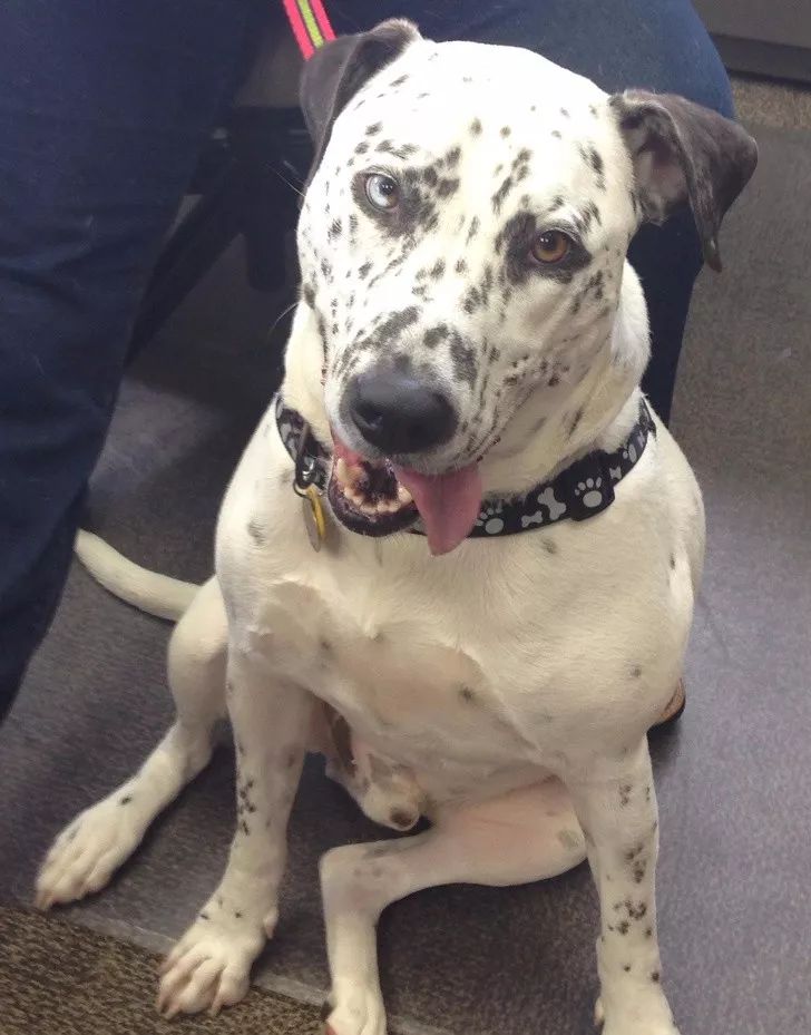 斑马为什么我们的孩子跟我们长得不一样呢