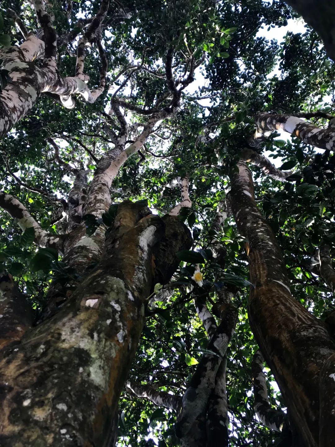 2019秋季【云南游学】冰岛,景迈,邦崴——普洱深度游学报名啦!_茶树