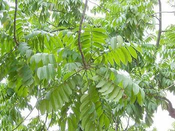 银稔九月的思念