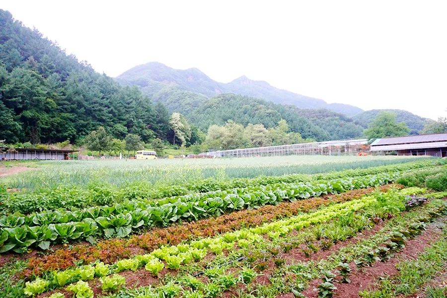 尊重生命邻里相爱记韩国第一个生物动力农场和平树