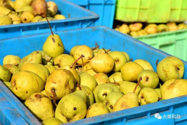 和政啤特果成了贫困户脱贫致富的金果果