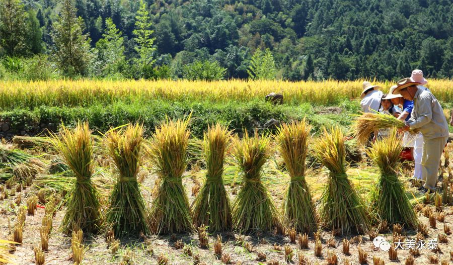 盤富村:18年荒地變良田 80餘畝水稻喜獲豐收