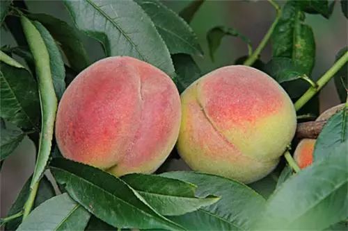 金黄醒目,甘甜爽脆,甜而不腻,口感清新,齿颊留香;好吃不油腻,多吃亦不