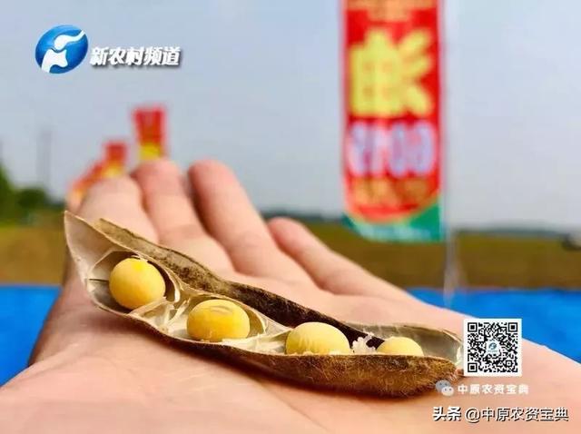 长江流域国审大豆新品种油6019中豆41实打验收和测产会在湖北天门市