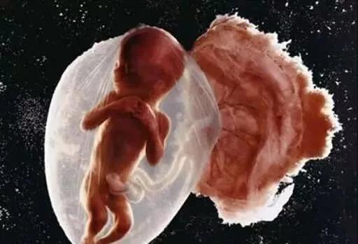 胎儿六个月的样子图片图片