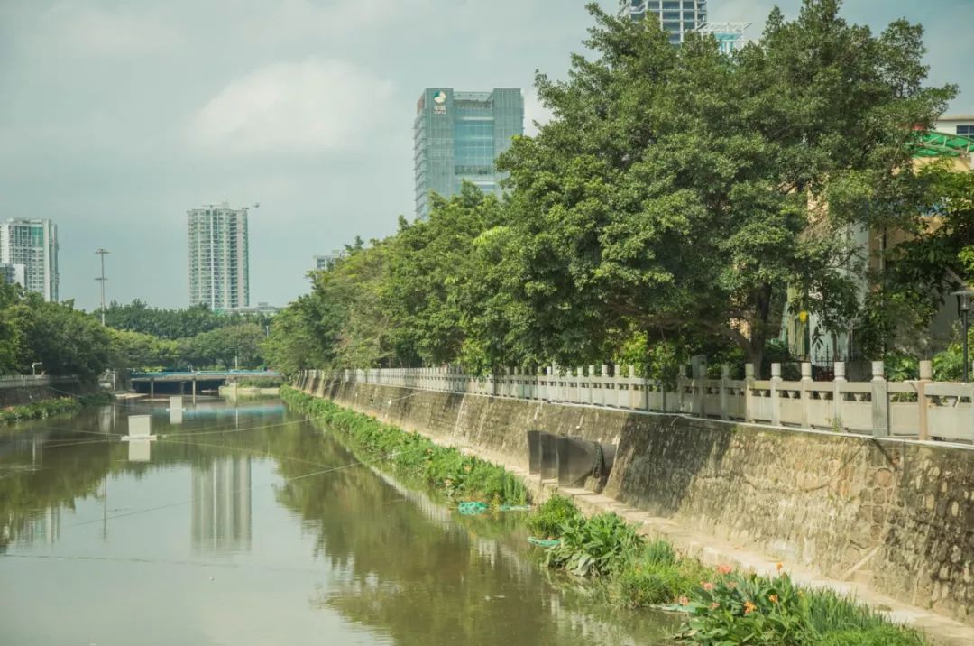 宝安水经注·新安 | 堤岸拂绿,花红临水,河流让城市更灵动(内附福利)_
