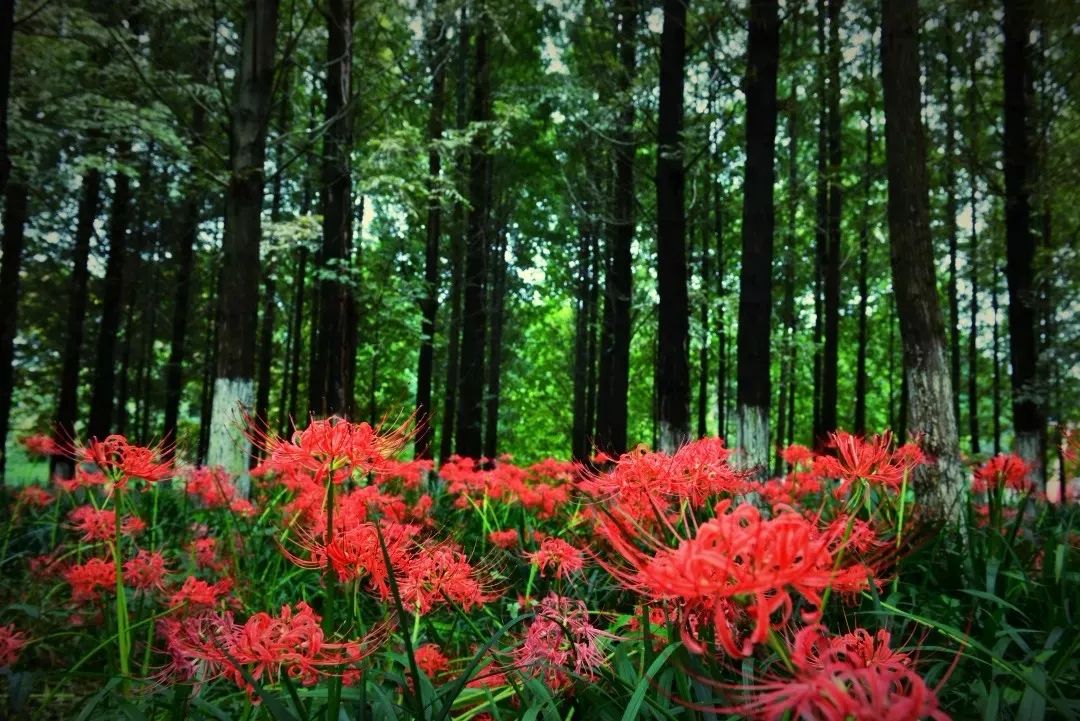 彼岸花紅透抖音成都這些網紅看花地必須安利給你