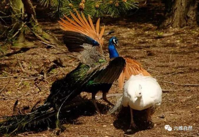 蓝孔雀和白孔雀大打出手人类觉得白孔雀好看孔雀眼里却不一样