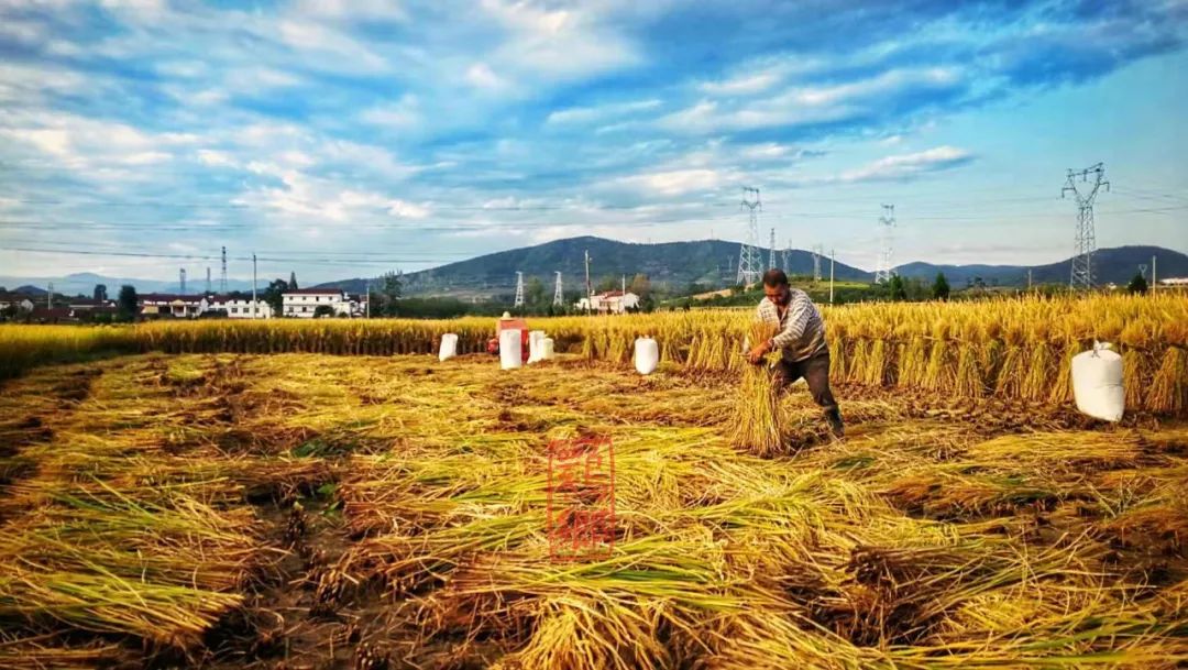 狗蛋你妈喊你回家打谷哩
