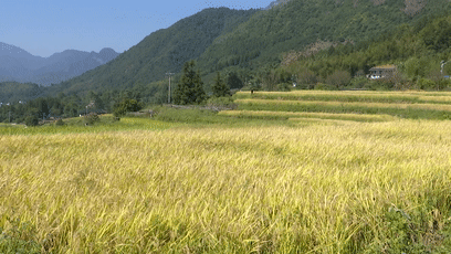 黄澄澄的稻谷颗粒饱满金灿灿的稻穗在风中摇曳在盘富村生态稻米试验田