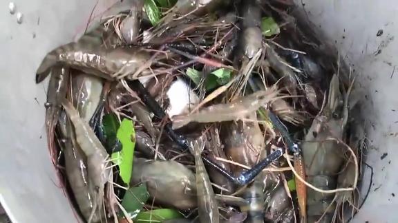 浑水摸虾没点技术还真不好抓