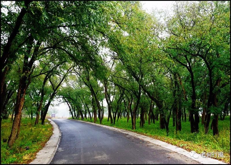 秋日绿洲:古老天然的榆木川_榆树林