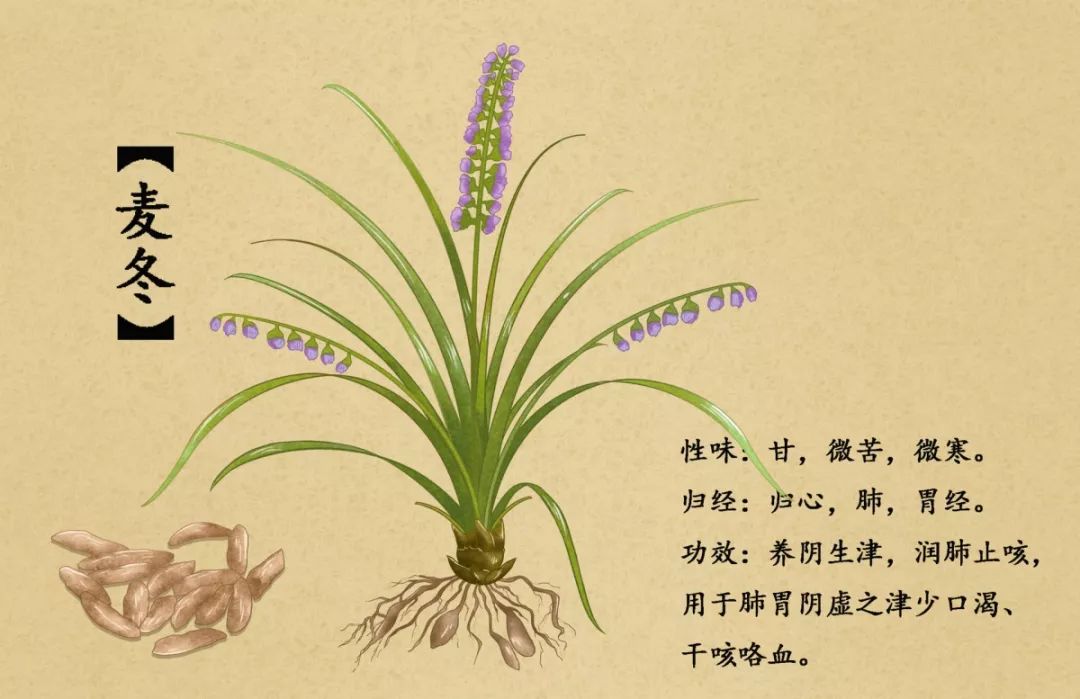 每日一味药材麦冬