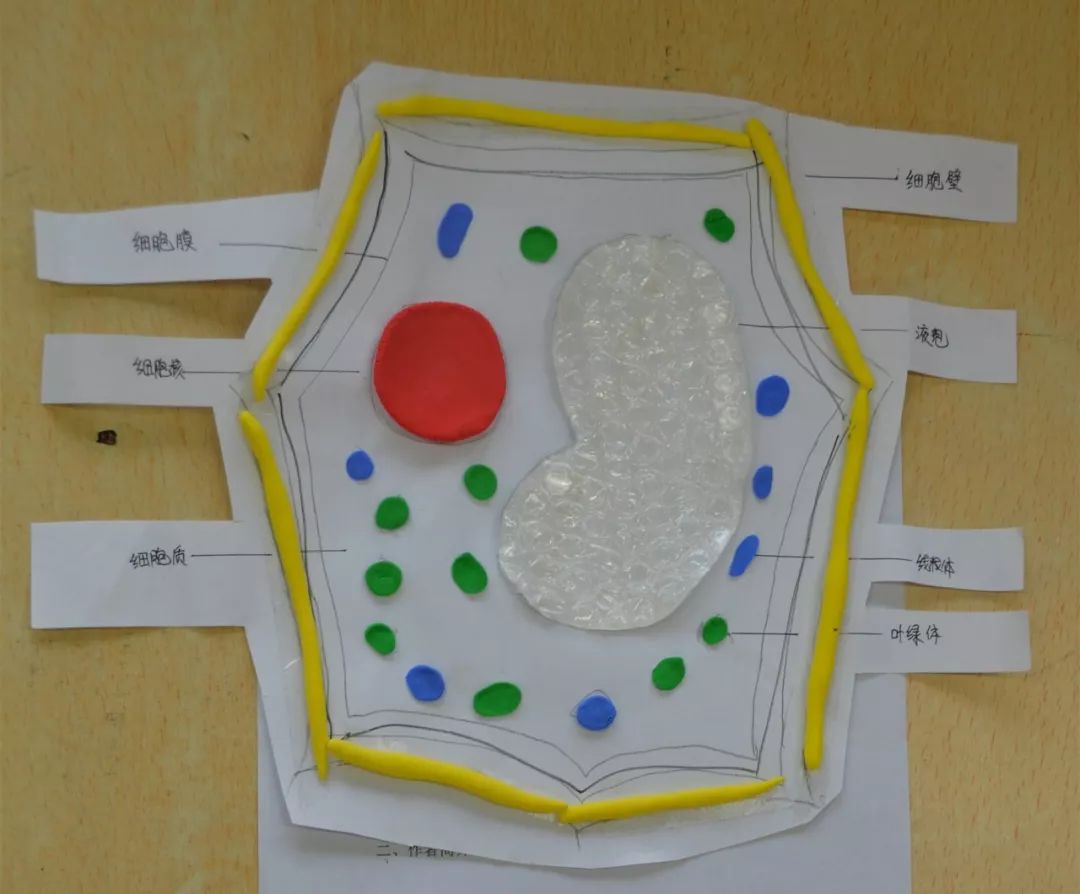 刘源老师围绕翠竹中学生物组精心打造的学科活动——细胞模型大赛