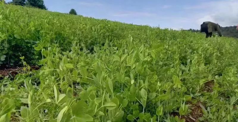 威寧這個地方的豌豆尖好新鮮,都被香港訂走了!_種植