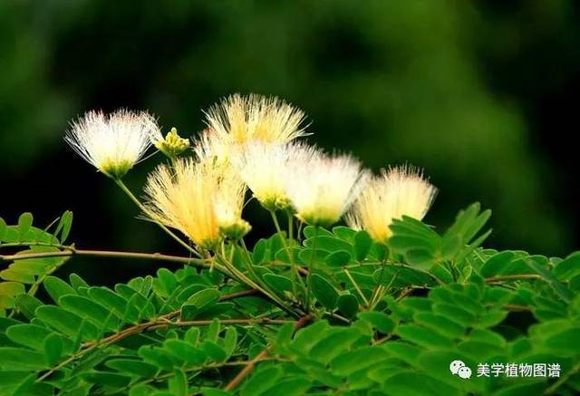 合欢(合欢属)真正的合欢,侧面扇形,粉红色欢之名,悲之情,却是苦情的花