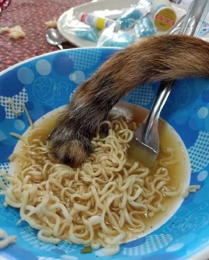 网友在吃面,离开一会儿,回来后就看到猫在这样做,哭笑不得!