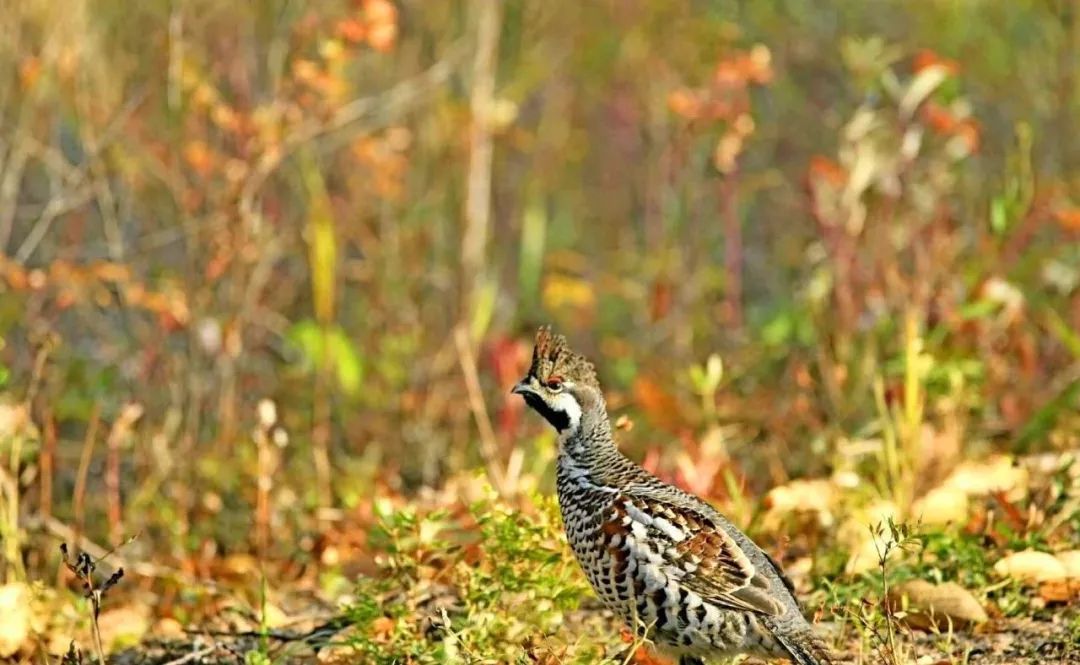 兴安惹金秋,大兴安岭林区的也不甘寂寞,纷纷出来赏秋,逛景儿.