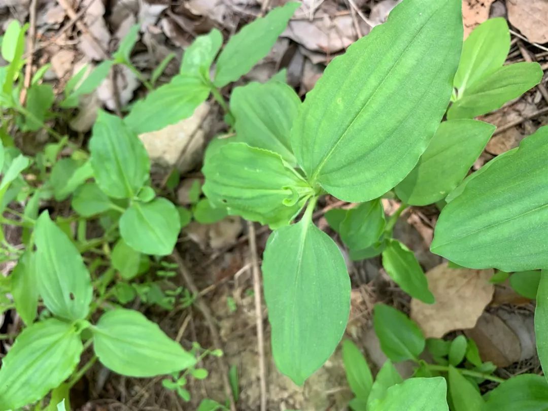 西浦草木(二百零四)——鸭跖草