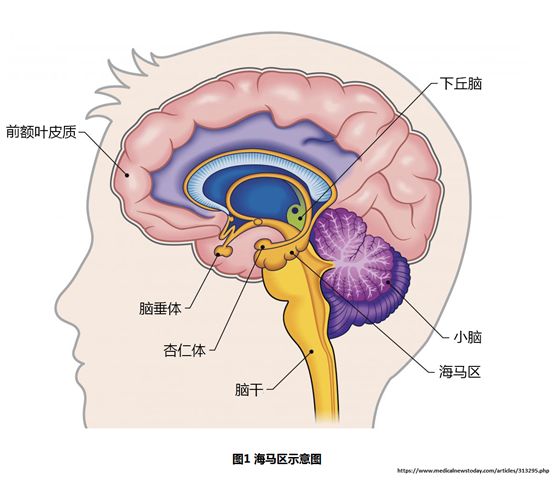 海马在大脑的位置图片图片