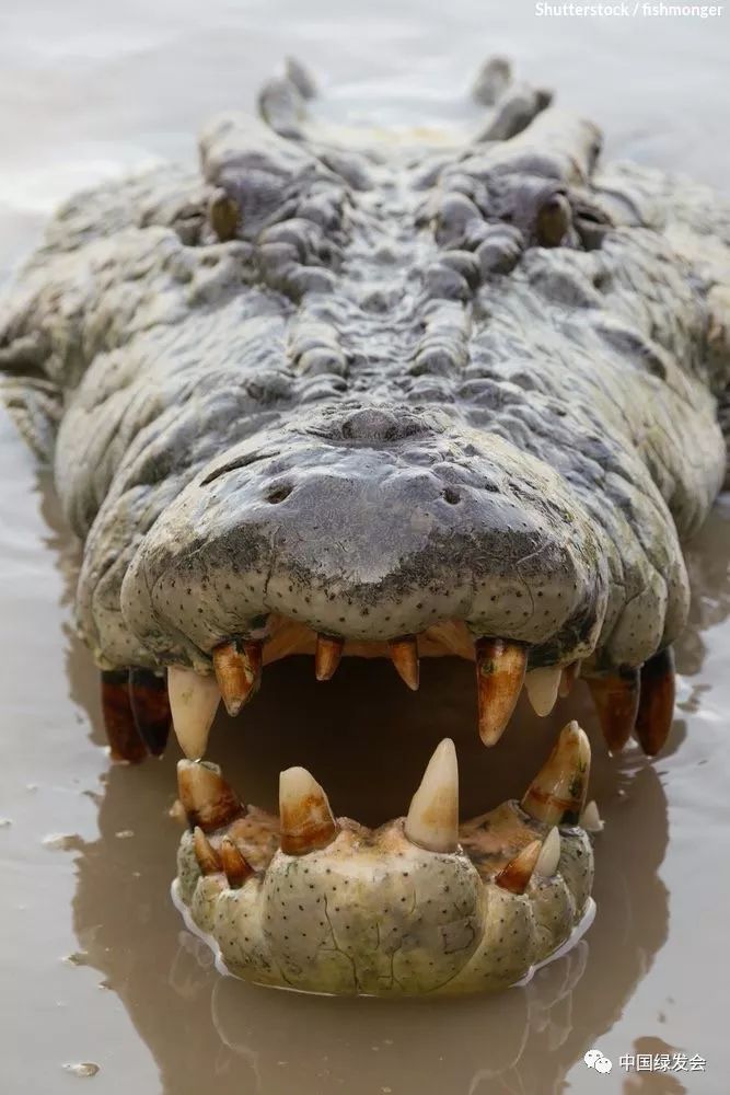 列入附录ii)学名:crocodylus porosus澳洲咸水鳄saltwater crocodile