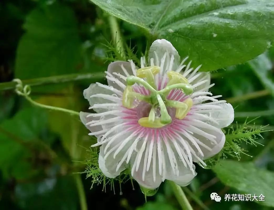 識花看圖猜花名瞭解更多有趣花卉知識