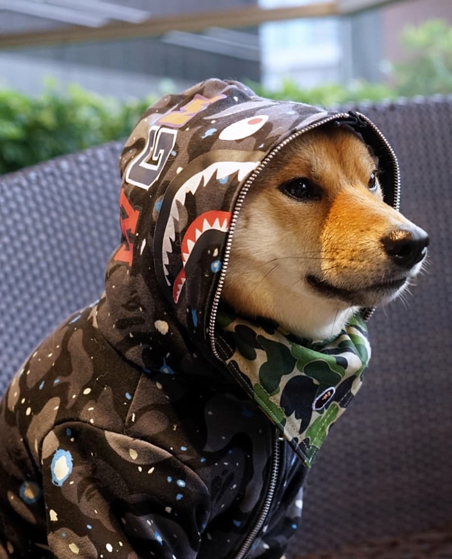 柴犬界的余文乐天生一副模特相全靠这招撩妹