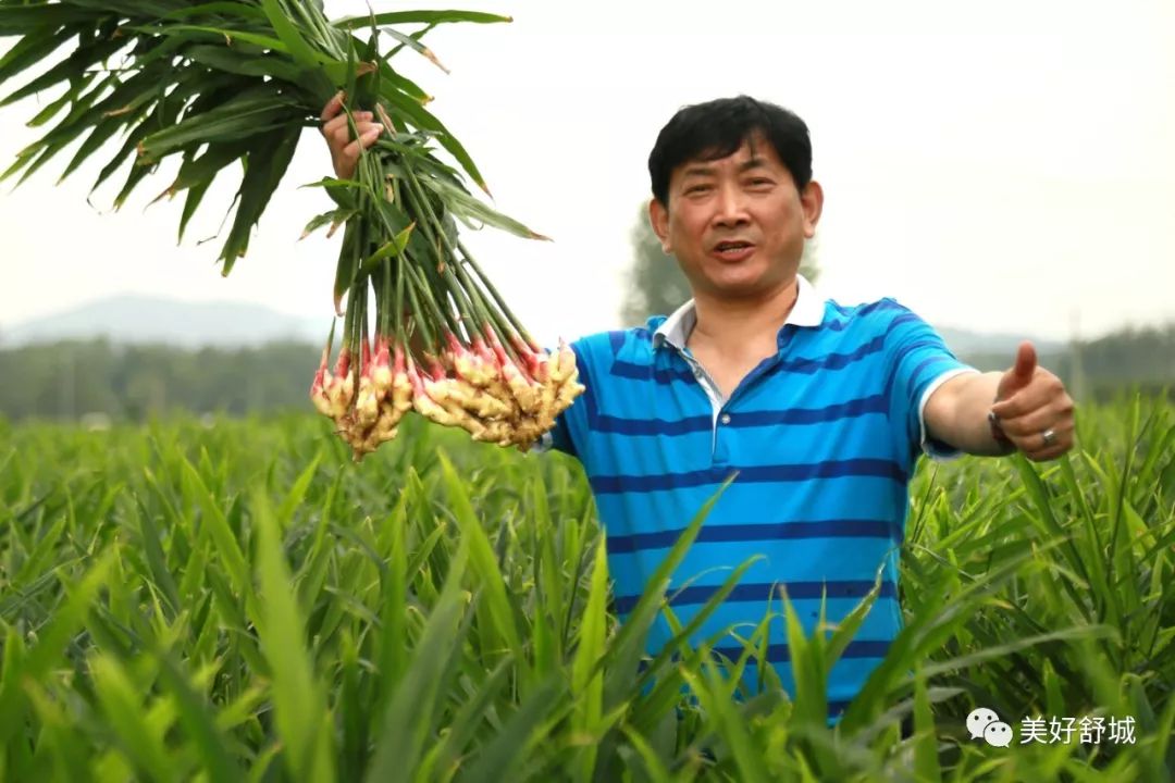 大姜种植全过程视频