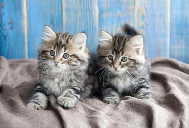 中国首只克隆猫大蒜交付原主人,25万换取的是寄托还是新生?