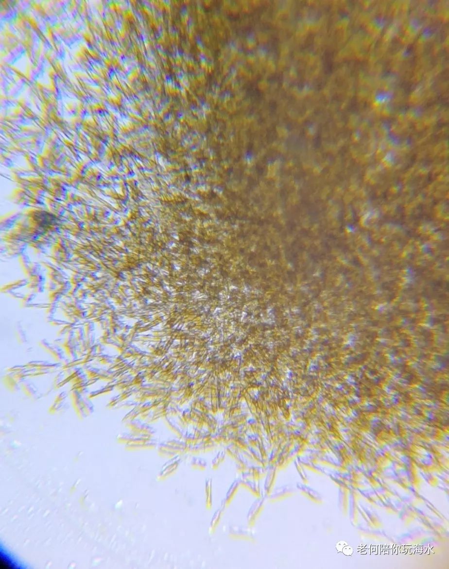 微观海世界老何带你看显微镜下的海水生物