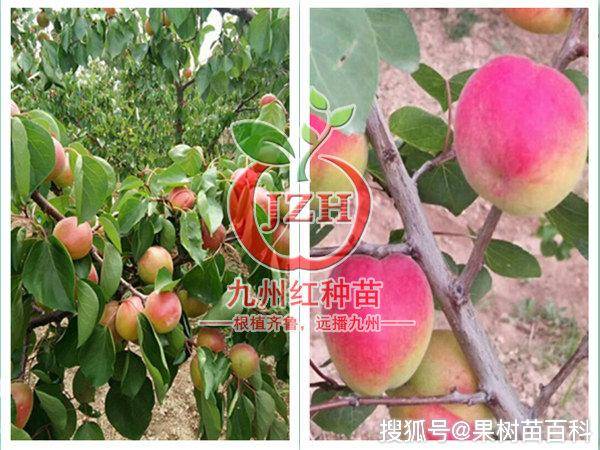 巨蜜王杏特大新品种杏苗