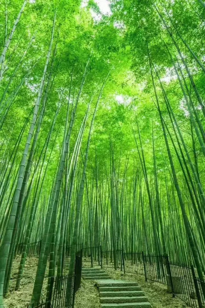 古琴风摆翠竹身闲心静云淡风来