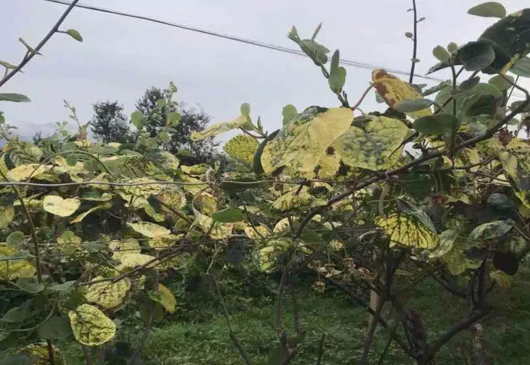 日趋严重的猕猴桃根腐病