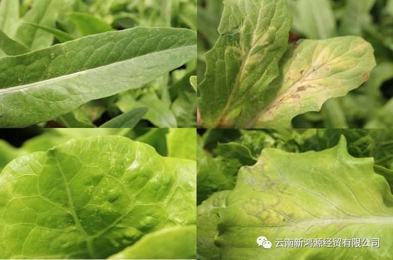 新鸿源叶菜常见病虫害防治方案