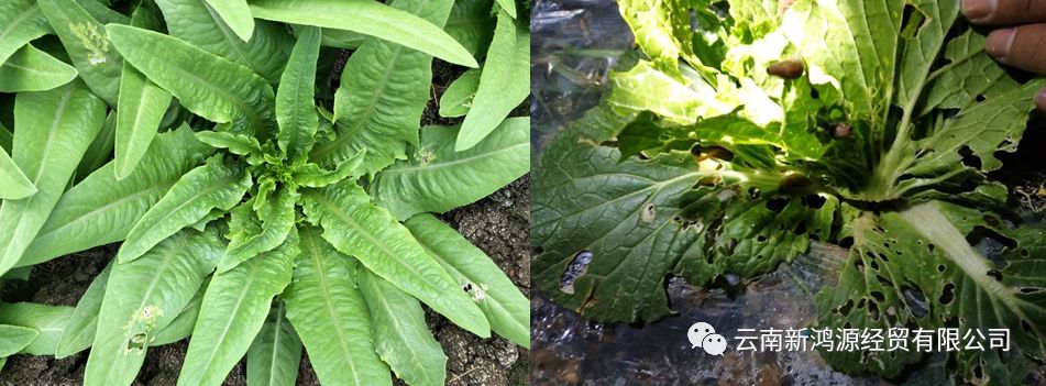 新鸿源叶菜常见病虫害防治方案